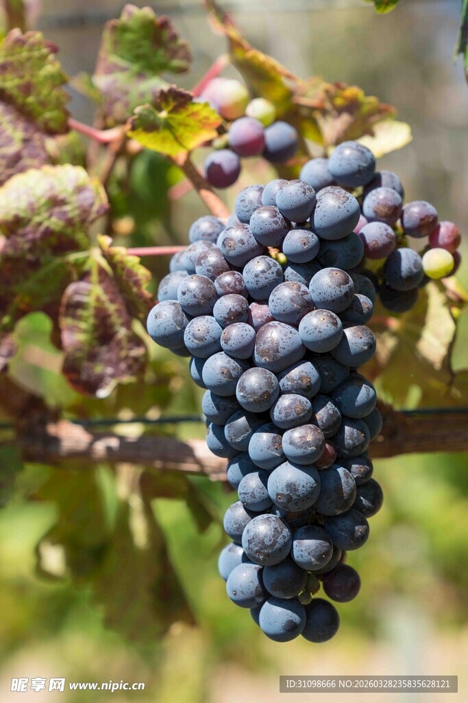 饱满紫葡萄挂于枝头