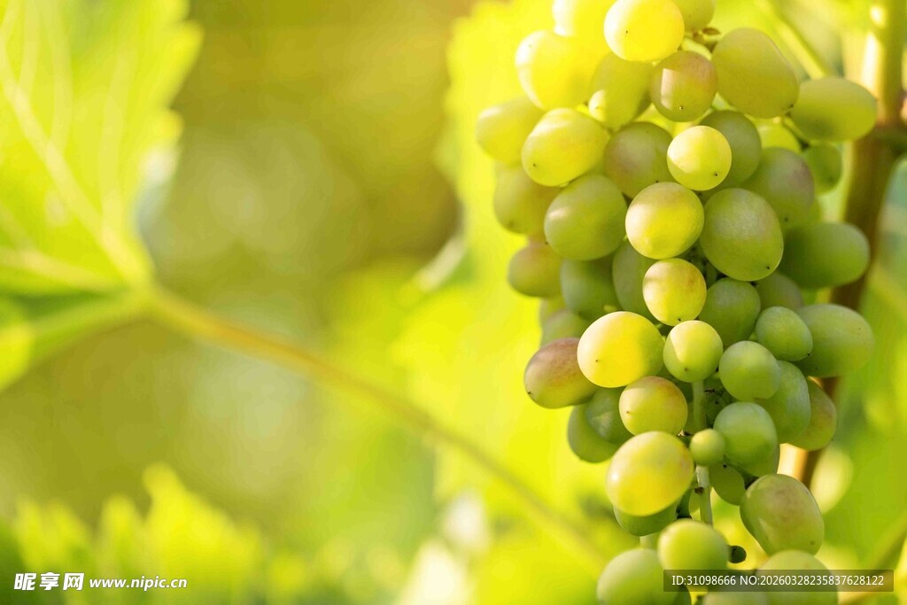 翠绿葡萄挂于繁茂藤蔓间