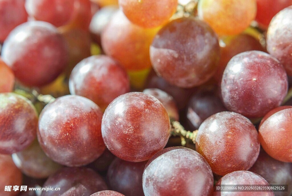 饱满诱人的紫红色葡萄