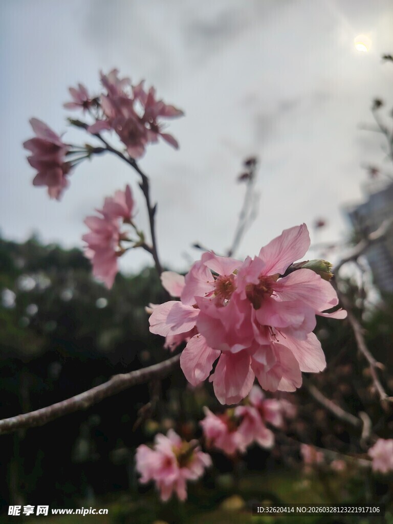 枝头粉樱绽放