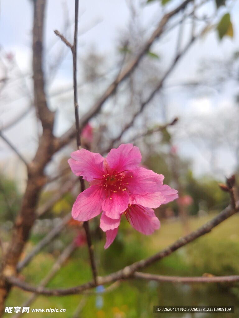 枝头绽放的娇艳粉色花朵