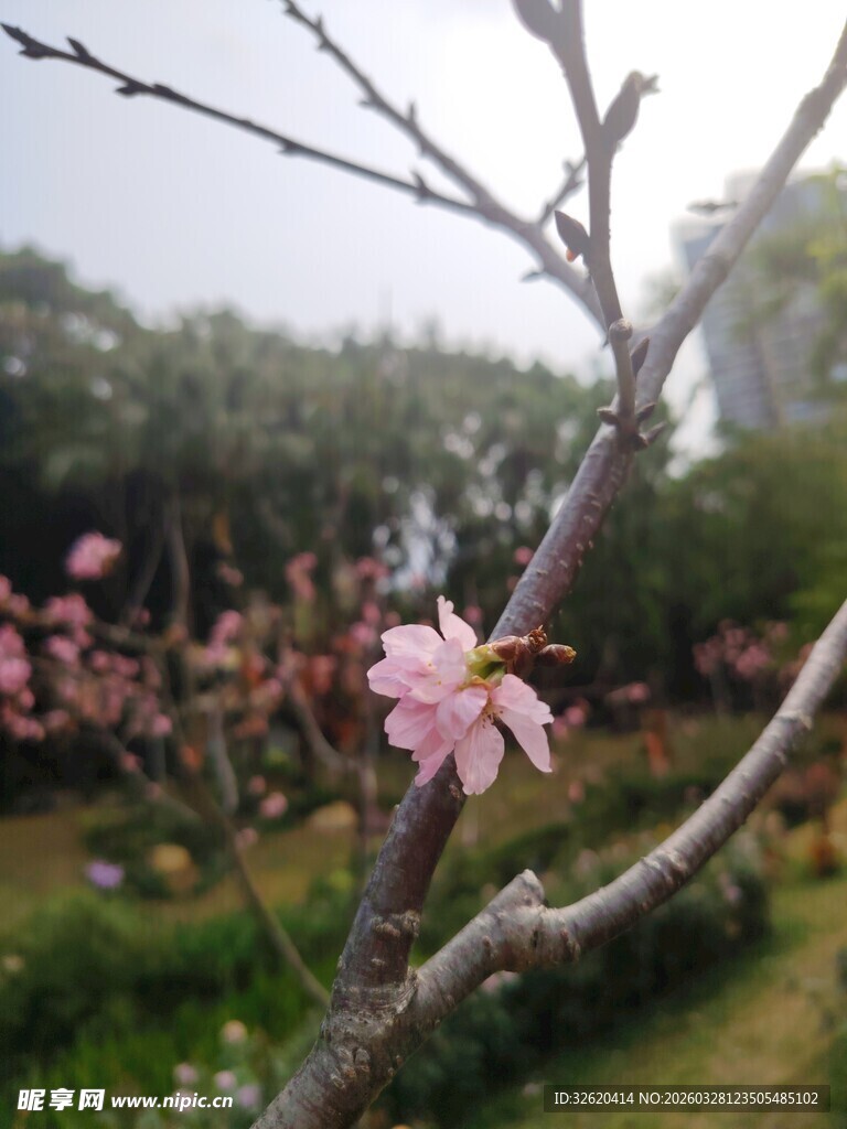 枝头绽放的粉嫩桃花