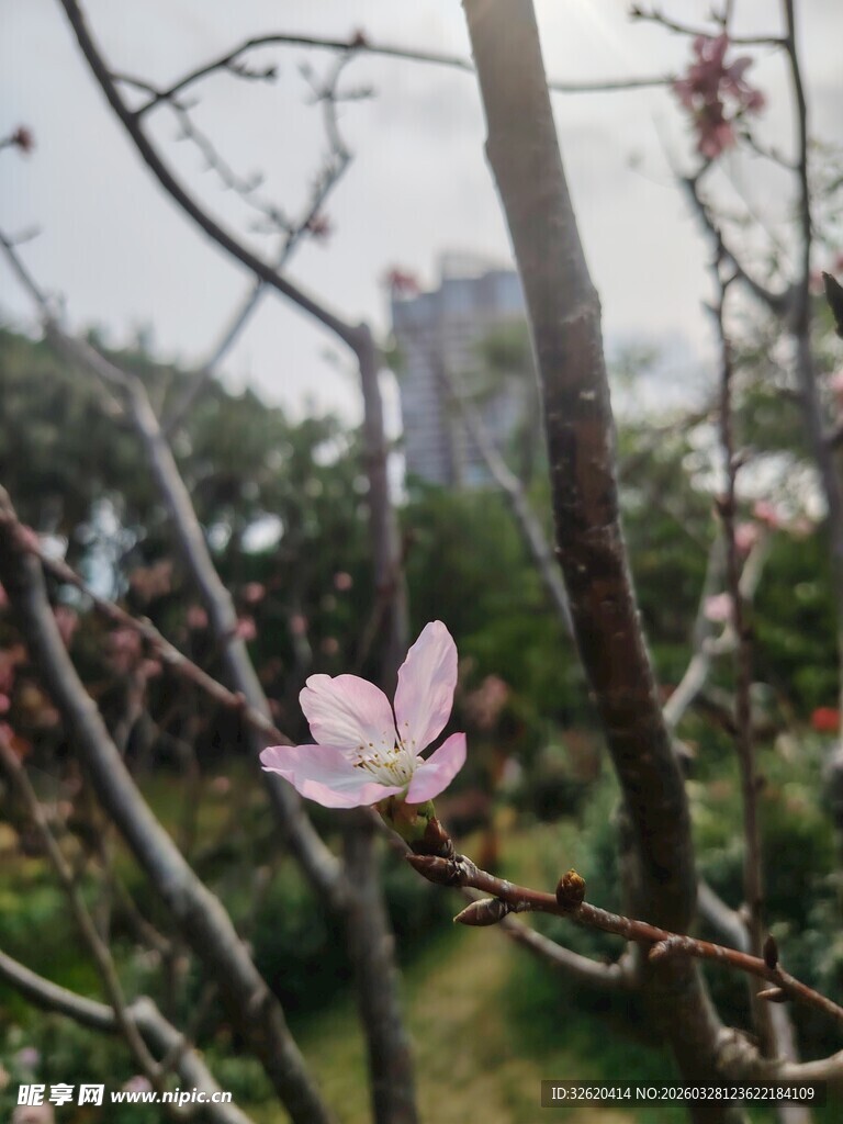 枝头绽放的单朵粉嫩桃花