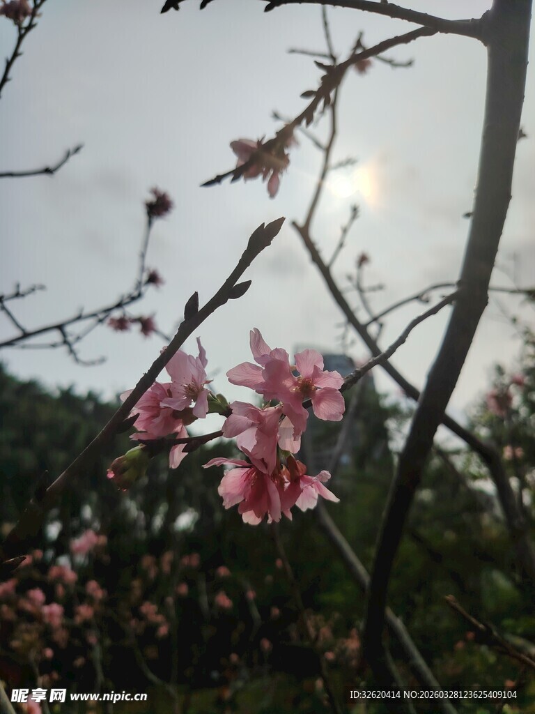 枝头绽放的娇艳粉色花朵