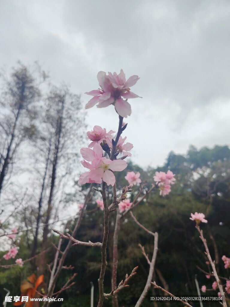 枝头绽放的粉嫩桃花