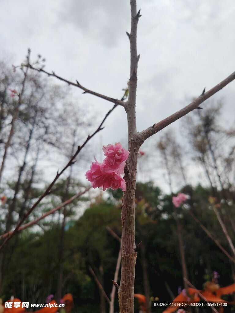 枝头绽放的娇艳红花