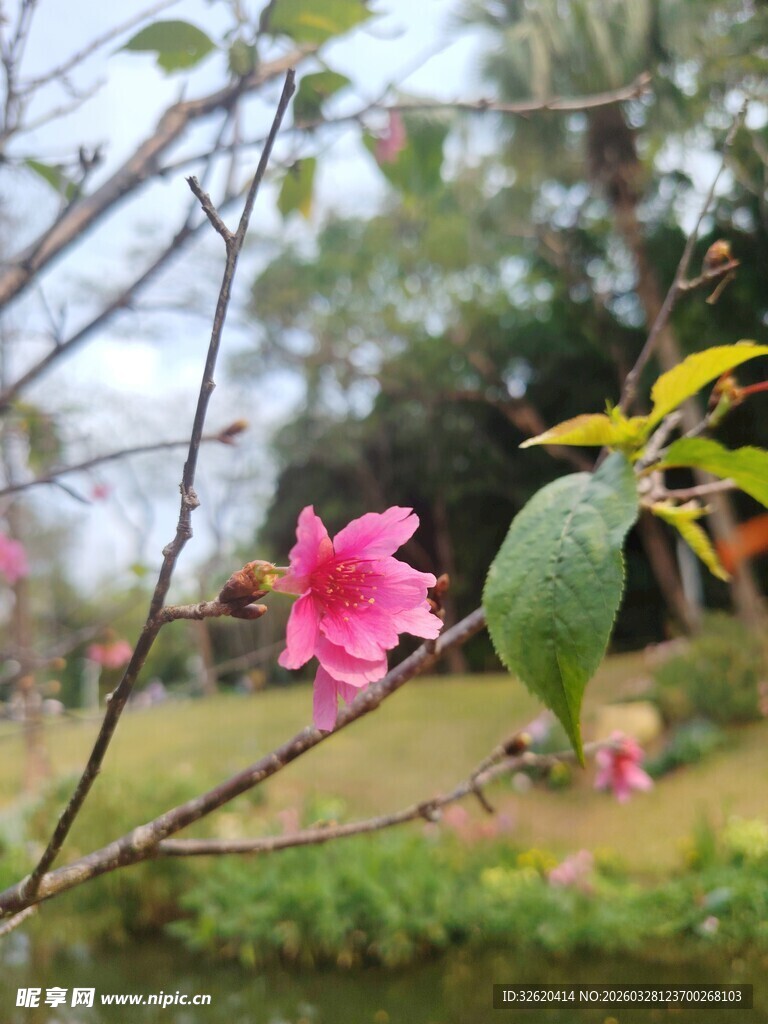 娇艳绽放的粉色花卉