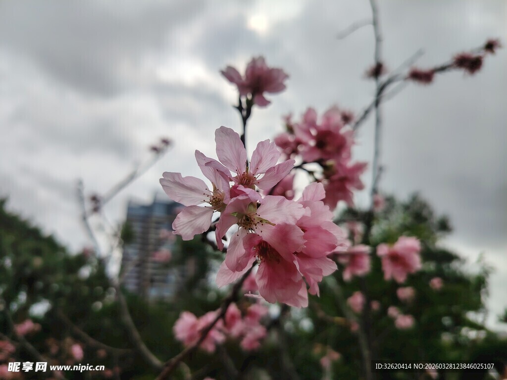 枝头绽放的粉嫩桃花