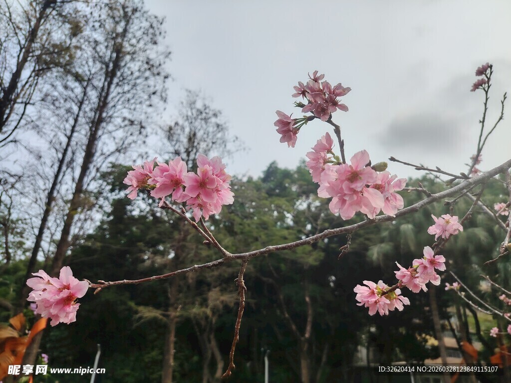 枝头绽放的粉嫩桃花