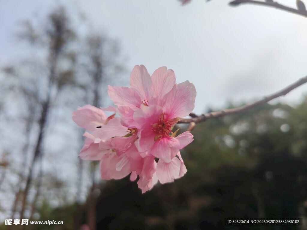 娇艳粉色桃花枝头绽放