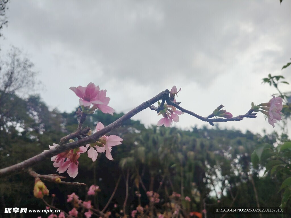 枝头绽放的娇艳粉色花朵