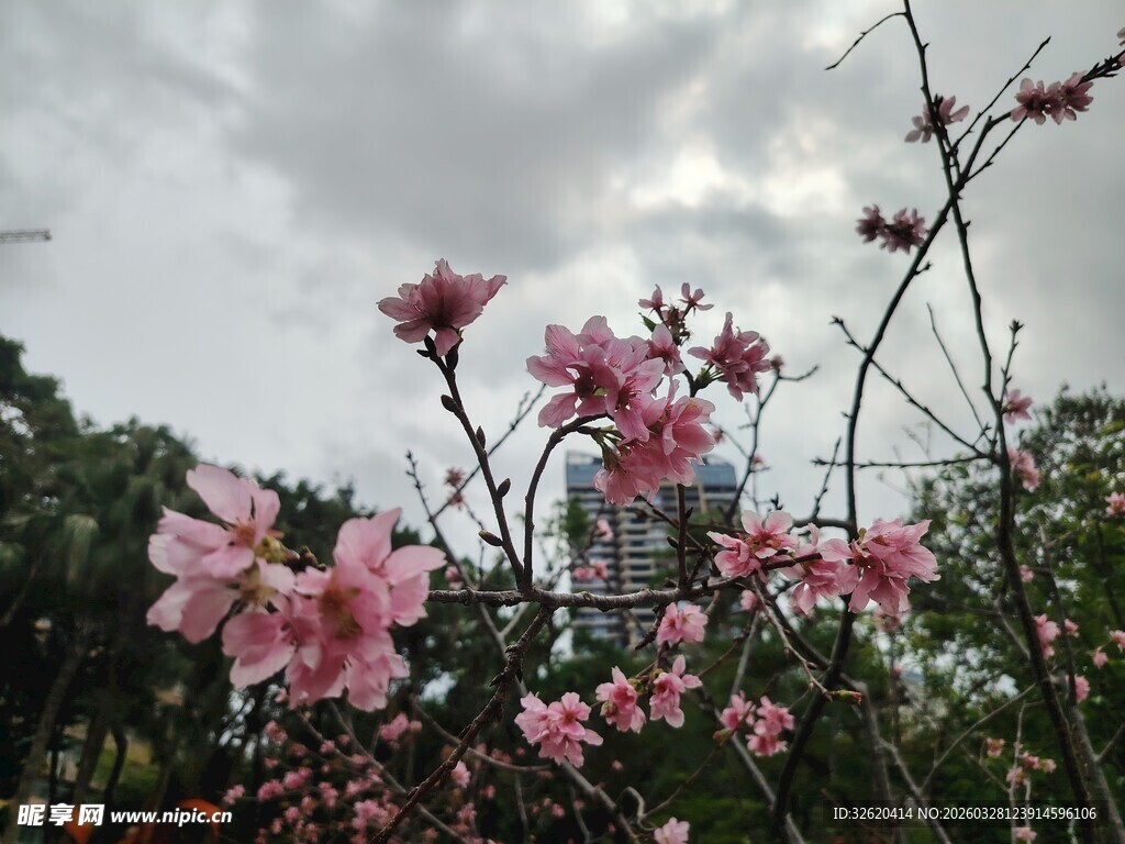 枝头绽放的粉嫩花朵