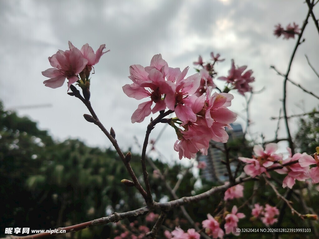 枝头绽放的粉嫩桃花