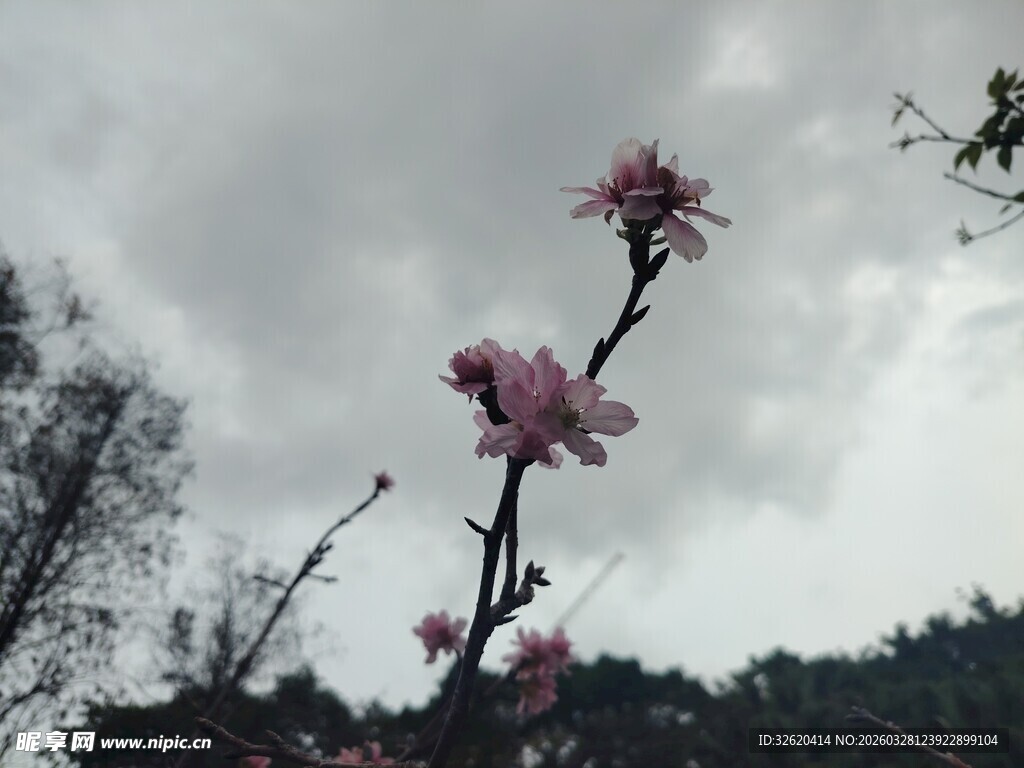 枝头绽放的粉嫩花朵