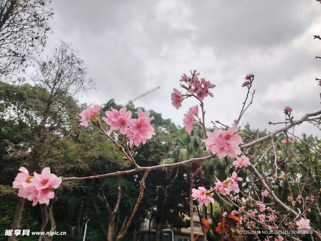 春日绽放的烂漫粉色桃花