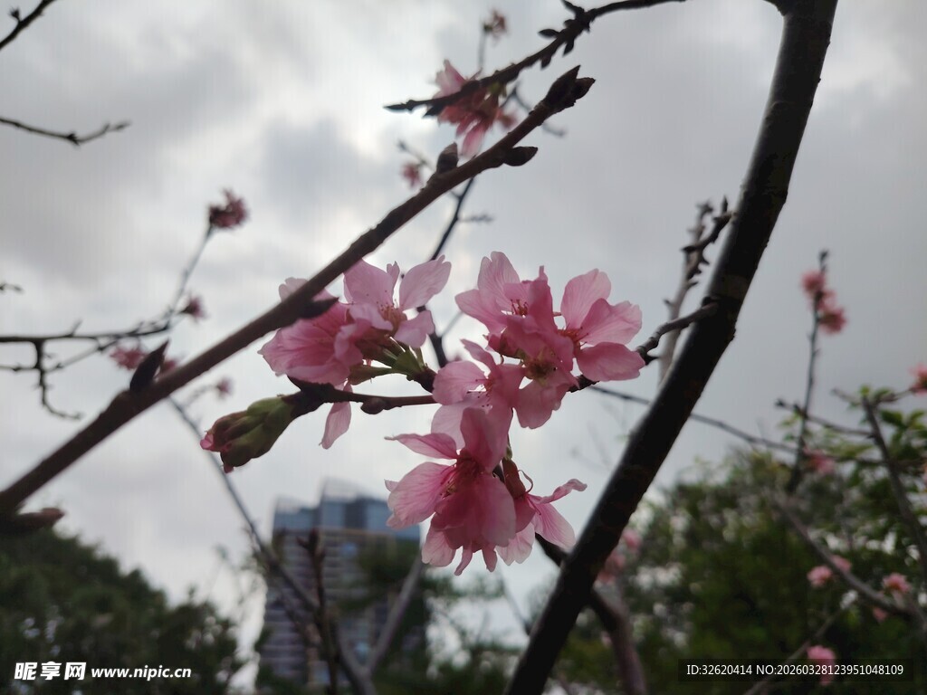 枝头绽放的粉嫩花朵