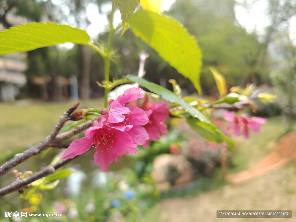 枝头绽放的娇艳粉色花朵