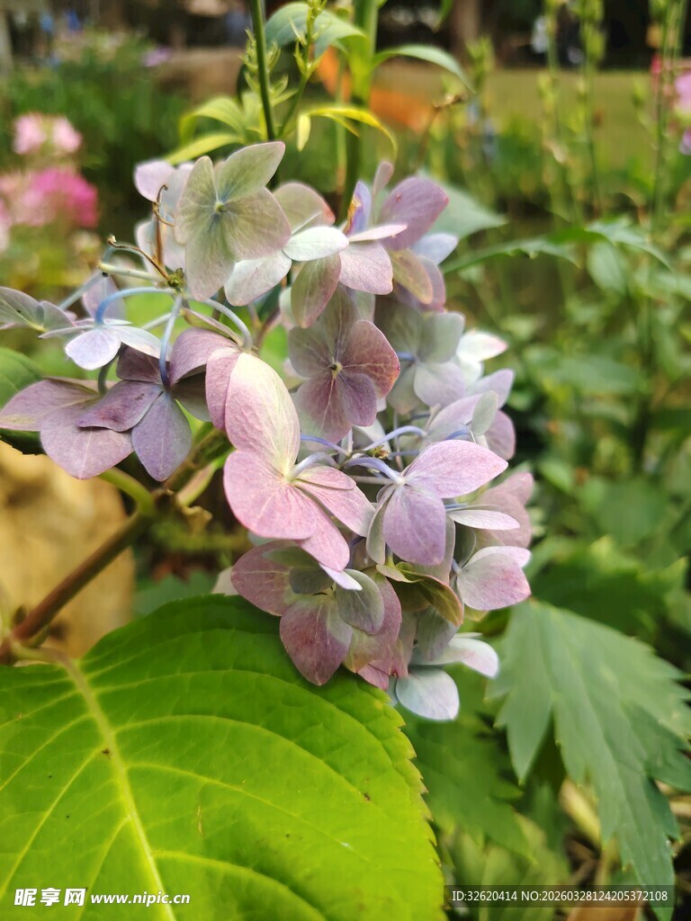 梦幻紫色绣球花特写