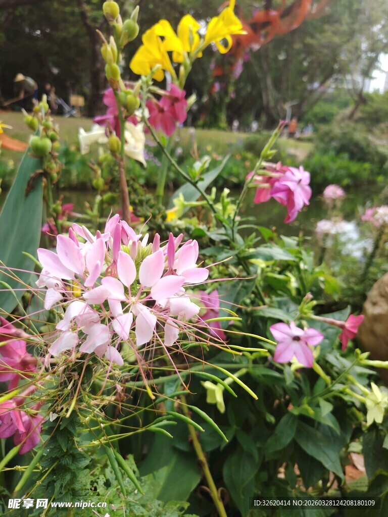 多彩花卉绽放于繁茂绿植间