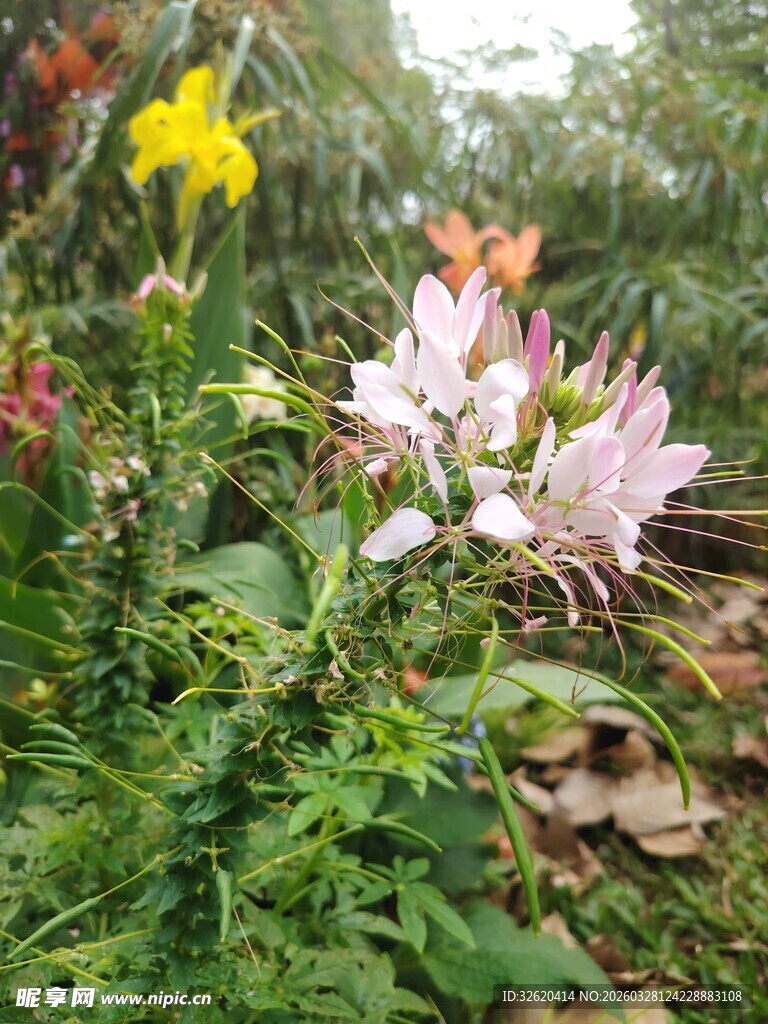 多彩花卉绽放于绿意间