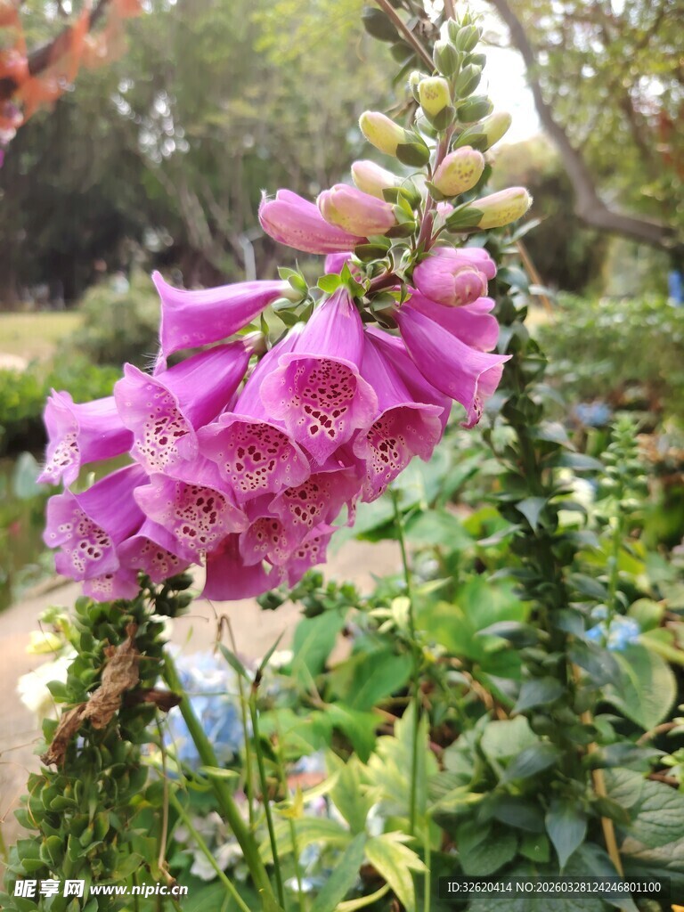绽放的粉色毛地黄花朵