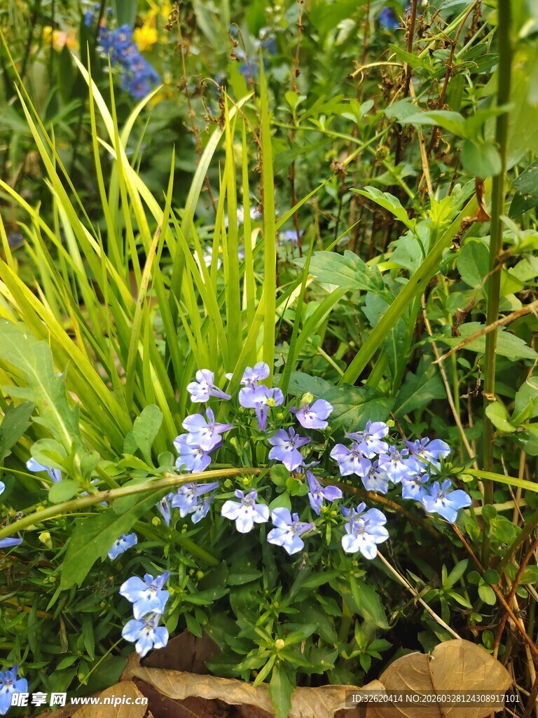 蓝花绿植的自然小景