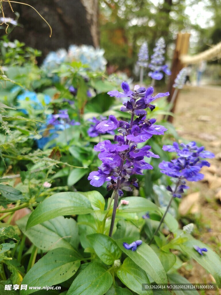 花园中绽放的紫蓝色花卉