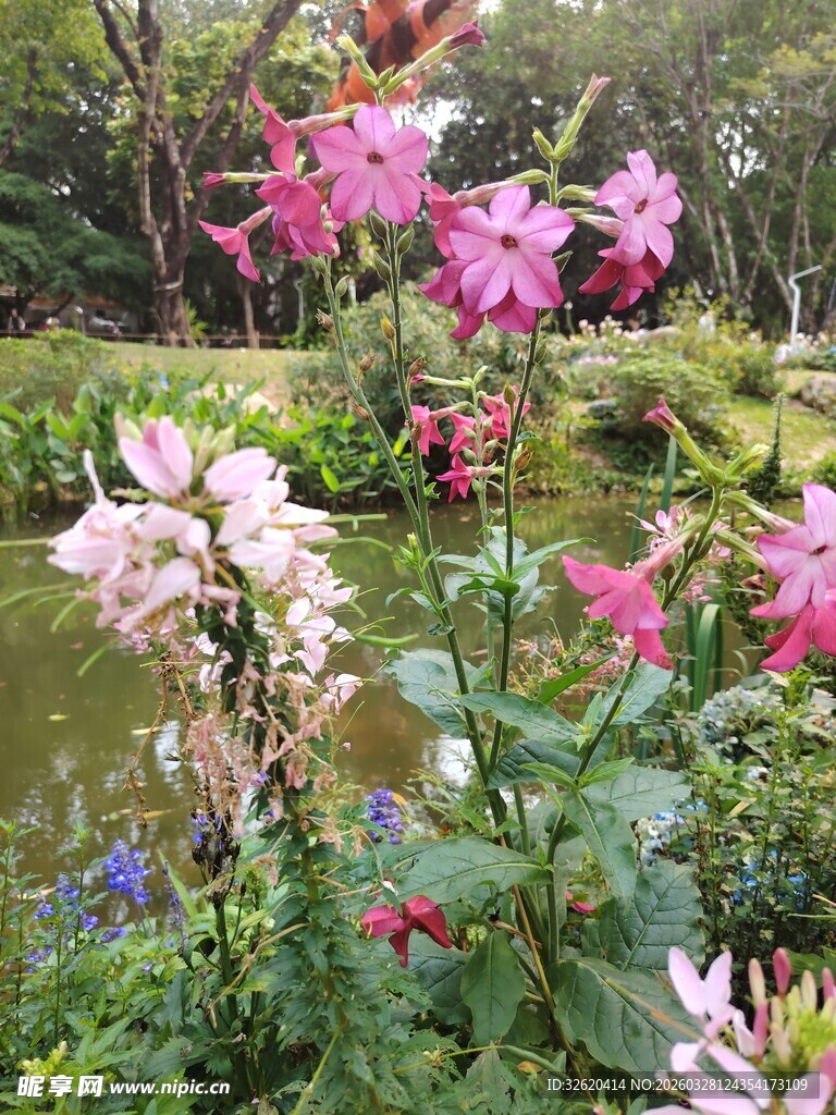 花园中的多彩花卉绽放