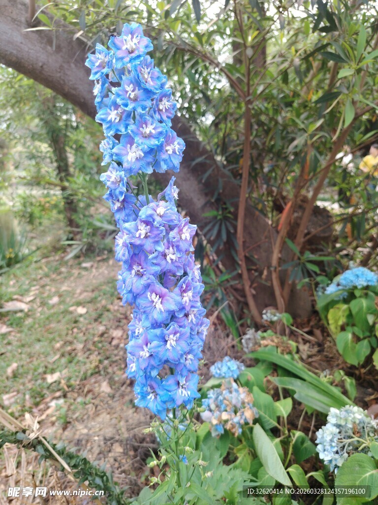 垂挂蓝绣球花