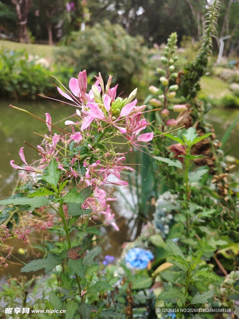 溪边绽放的粉色美丽花卉