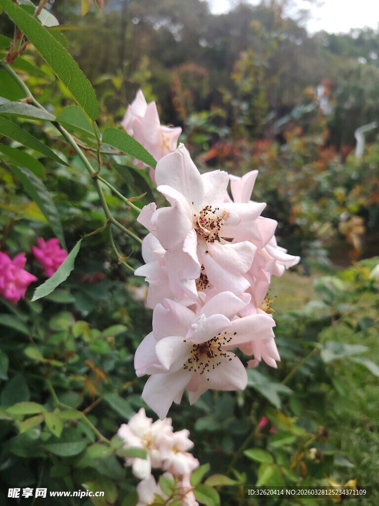 粉色娇美绽放的蔷薇花