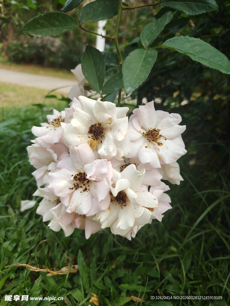 白色花朵绽放于绿草间