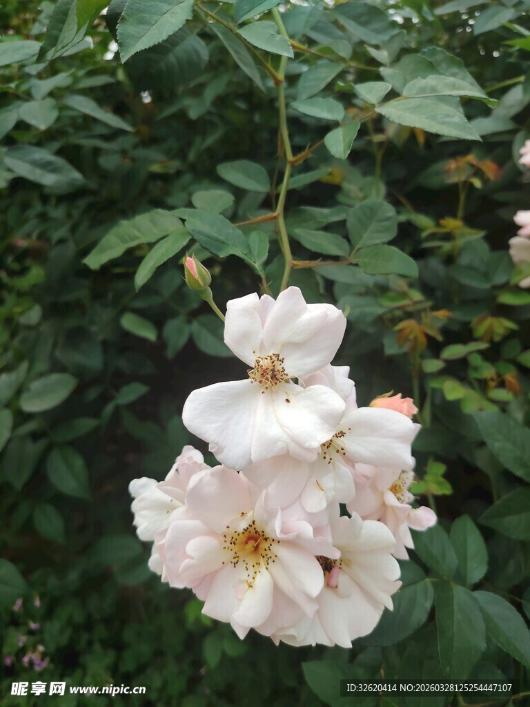 绽放的白色蔷薇花