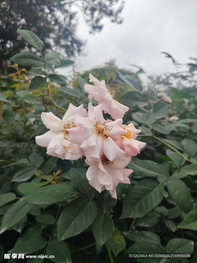 雨中绽放的粉色花卉