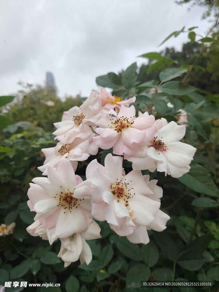粉色蔷薇绽放