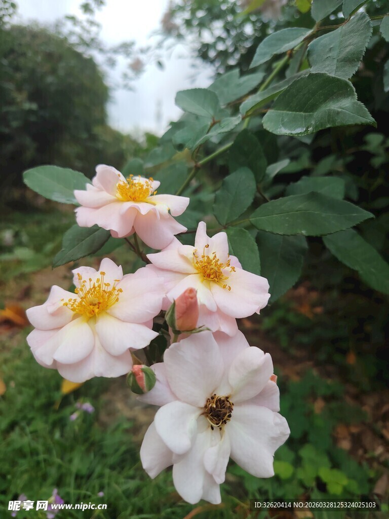 绽放的野蔷薇