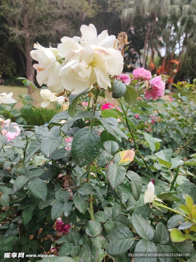 花园中的美丽白玫瑰花