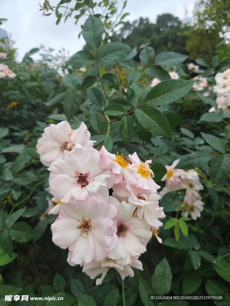 粉色蔷薇绽放于绿叶间