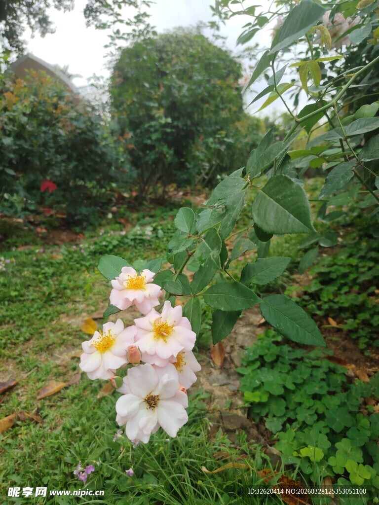 绽放的粉色花朵于绿意间