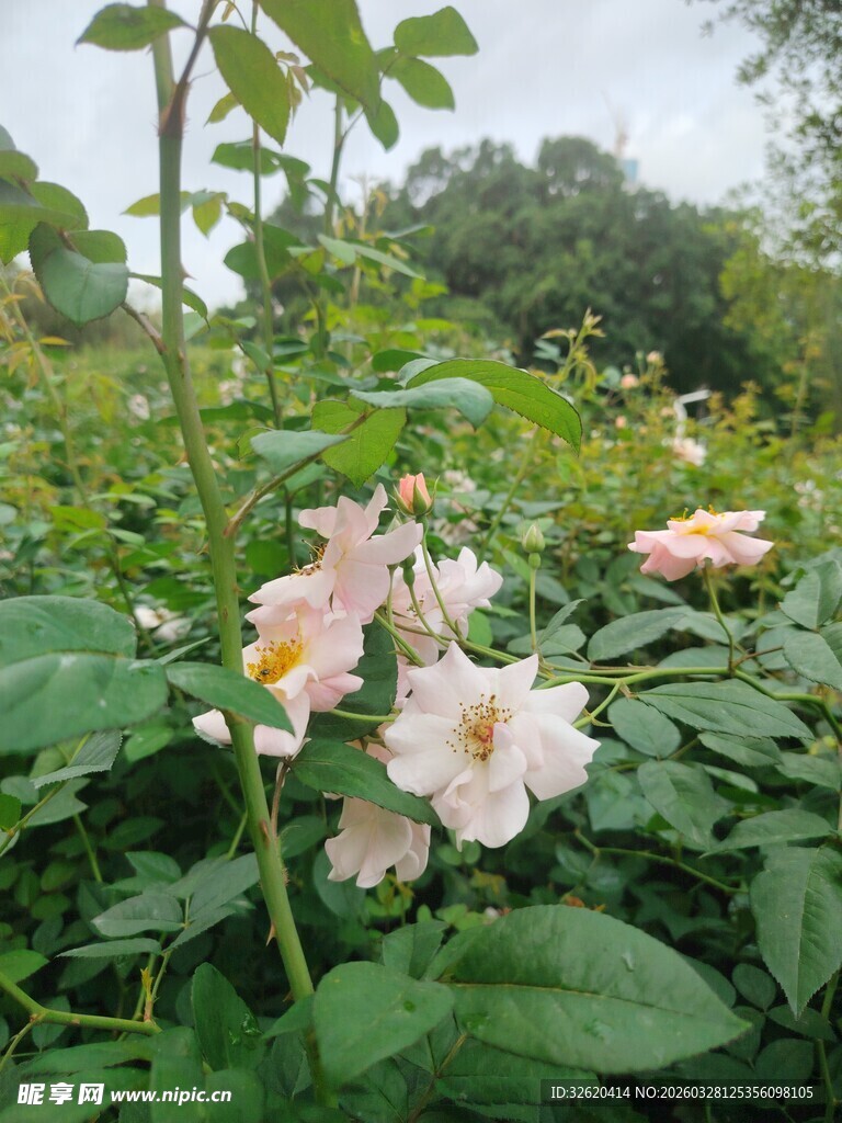 粉色蔷薇绽放于绿叶间