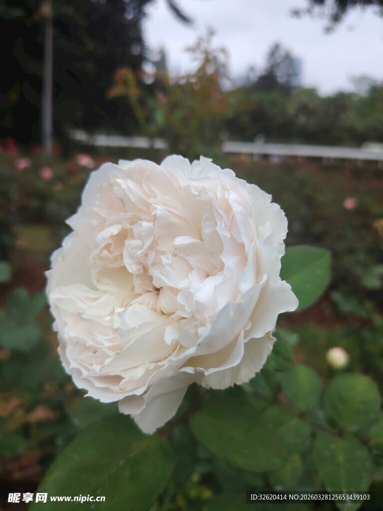 白玫瑰