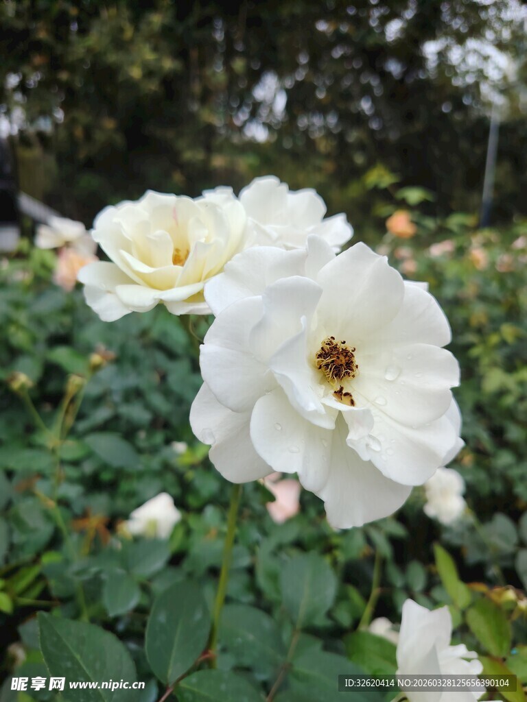 月季花