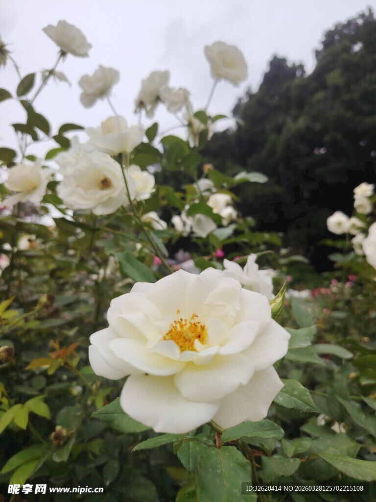 月季花