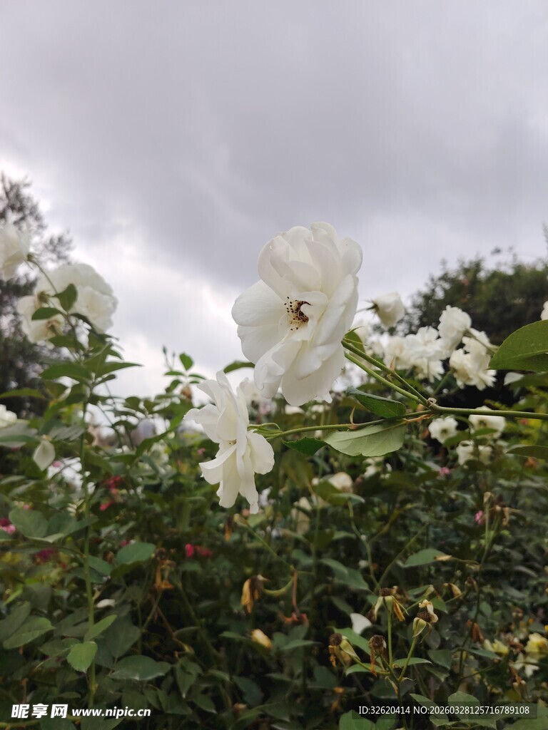 白色花朵绽放于绿叶间