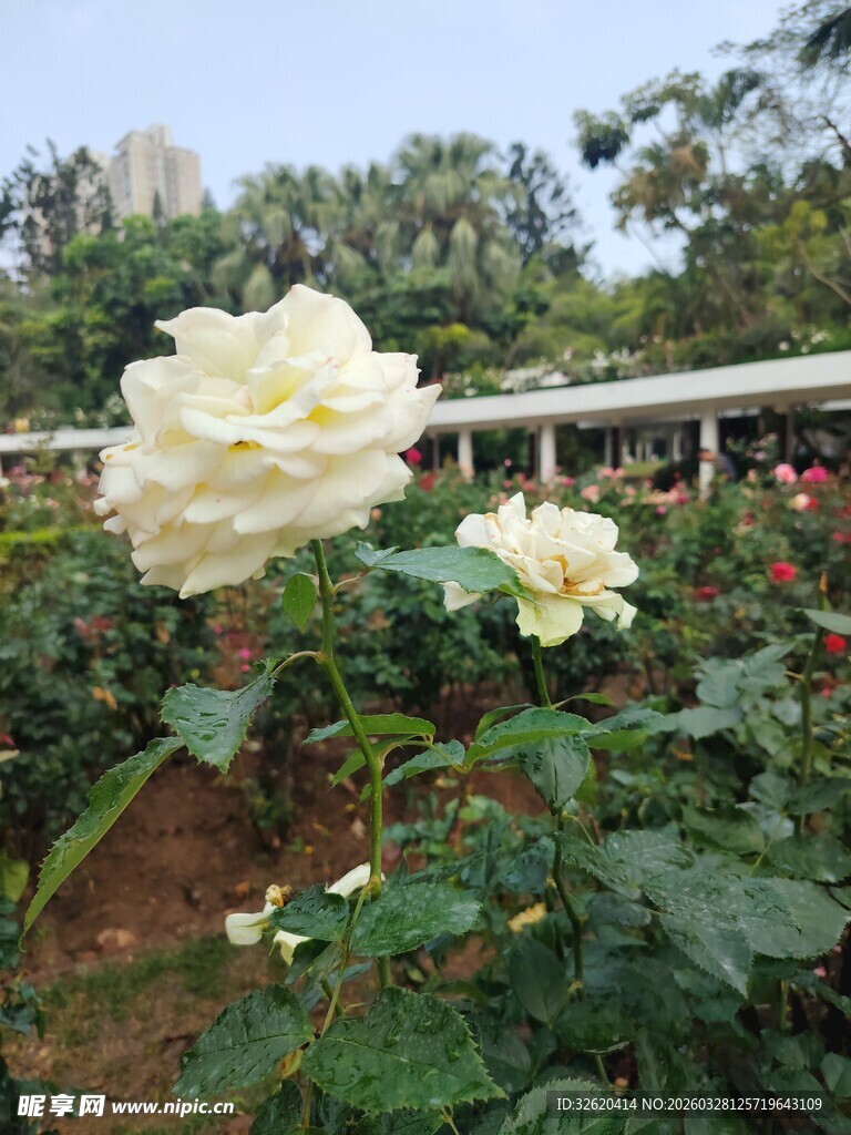 月季花