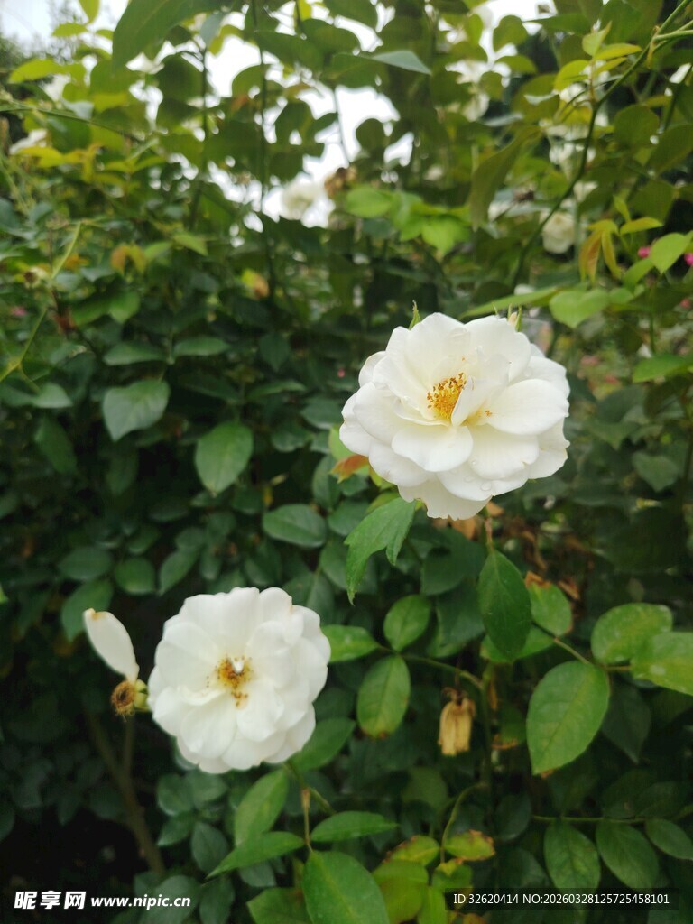 月季花