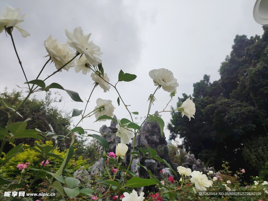 花园中的白色花朵绽放