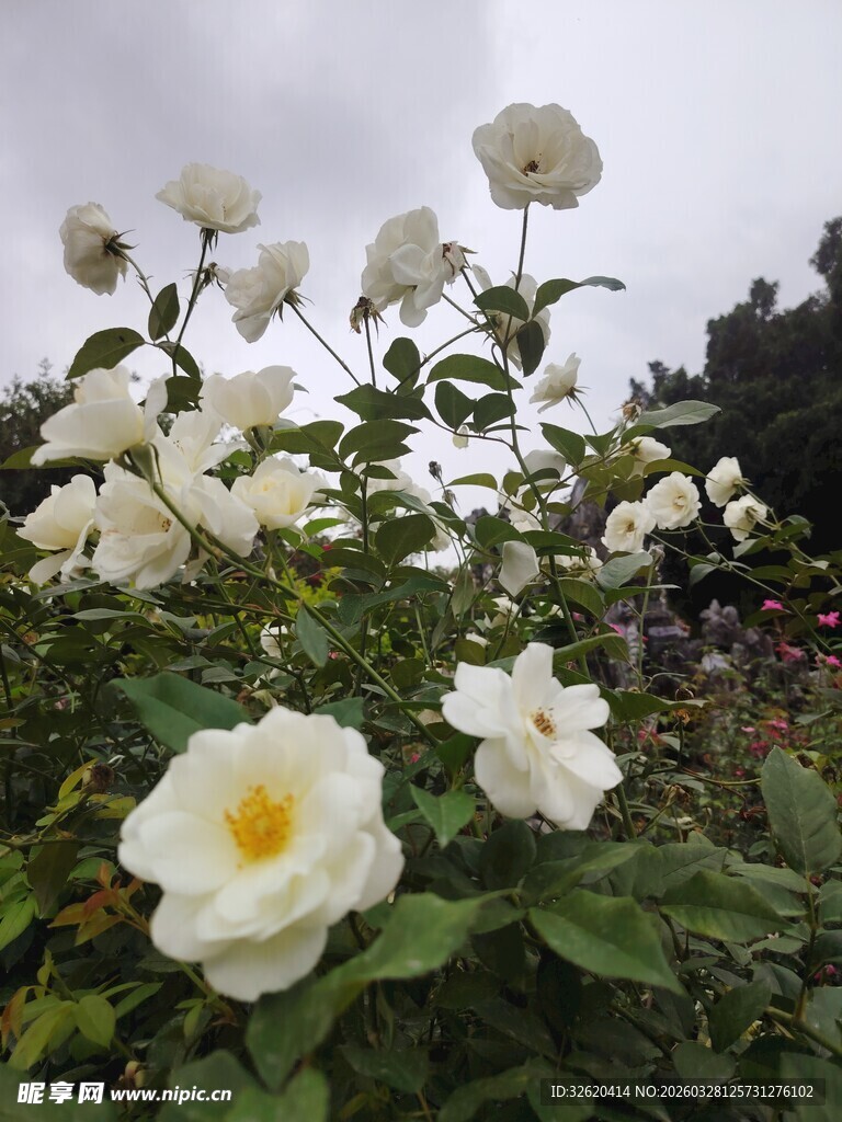 白色蔷薇花绽放美景