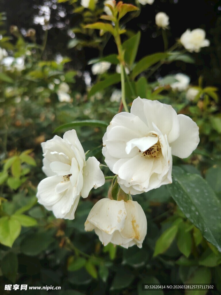 白色凤仙花绽放