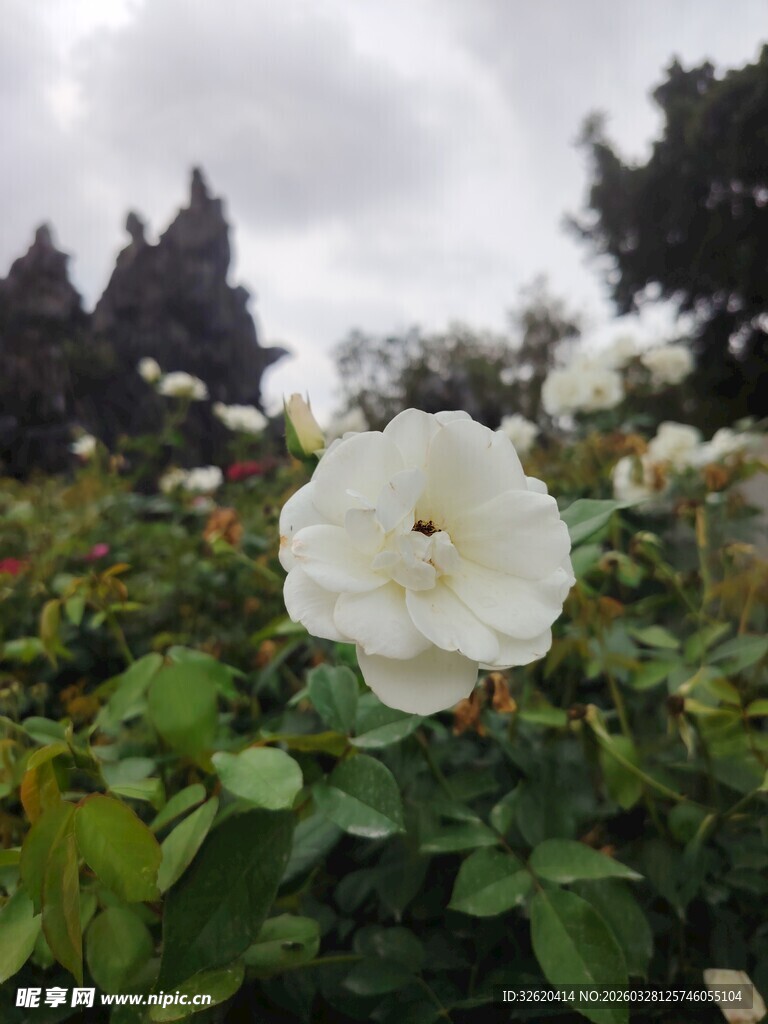 白色蔷薇绽放于花丛中